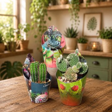 Cactus / Succulents MIX