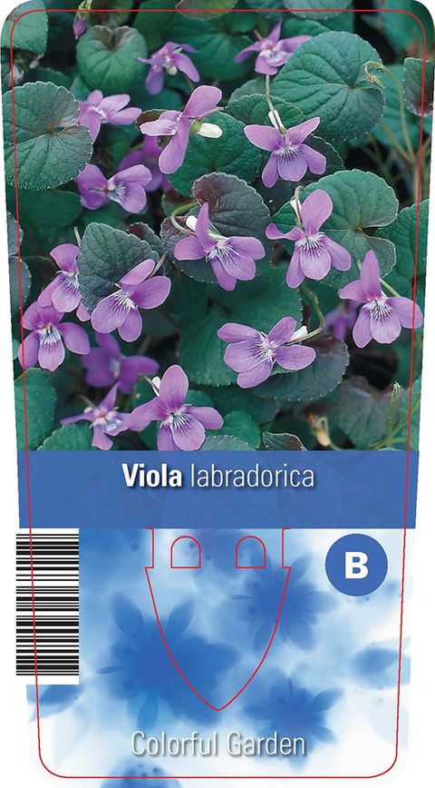 Viola labradorica