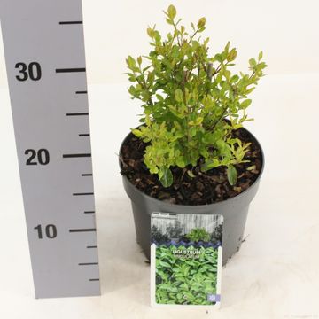Ligustrum undulatum