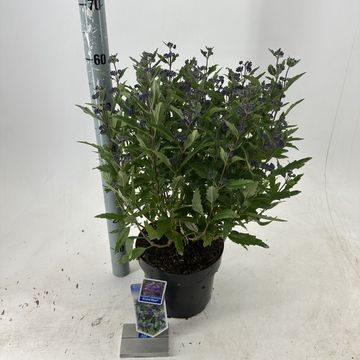 Caryopteris x clandonensis GRAND BLEU