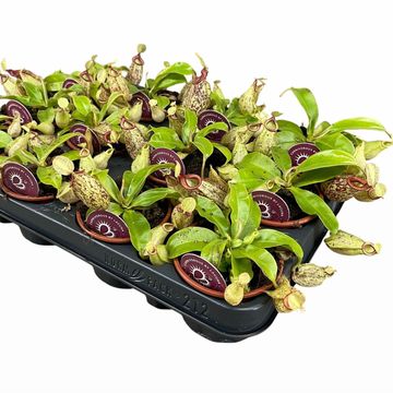 Nepenthes hookeriana