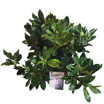 Rhododendron 'Blue Jay'