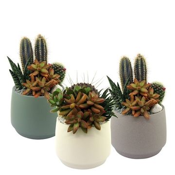 Arreglo  Cactus