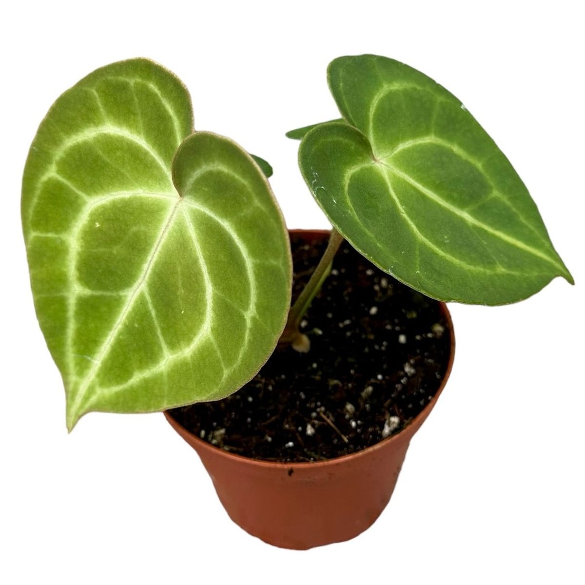 Anthurium clarinervium — Plant Wholesale FlorAccess