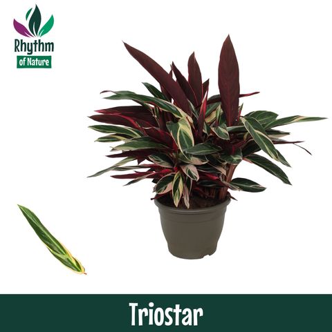 Stromanthe sanguinea 'Triostar'