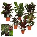 Calathea MIX