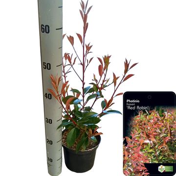Photinia x fraseri 'Red Robin'