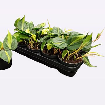 Philodendron scandens 'Brasil'