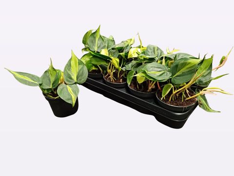 Philodendron scandens 'Brasil'