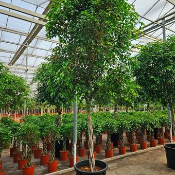 Ficus benjamina 'Exotica'