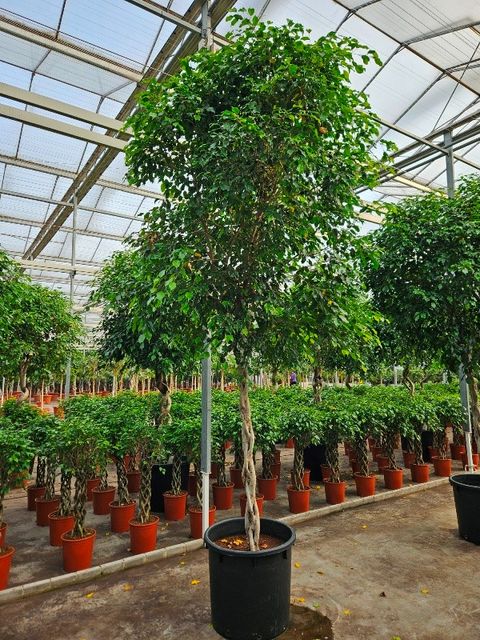 Ficus benjamina 'Exotica'