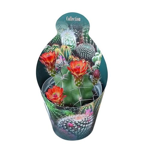 Echinocereus triglochidiatus