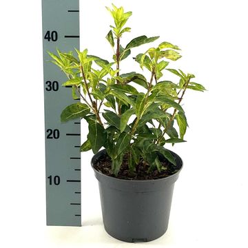 Forsythia x intermedia 'Fiesta'