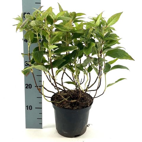 Hydrangea involucrata