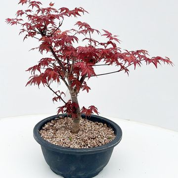 Acer palmatum 'Deshôjô'