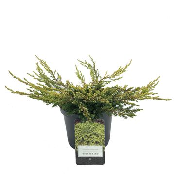 Juniperus communis 'Goldschatz'