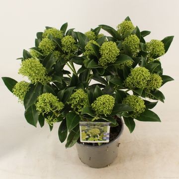 Skimmia japonica WHITE GLOBE