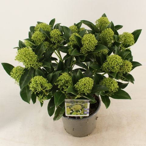 Skimmia japonica ВАЙТ ГЛОБ