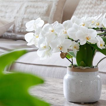 Pot KOLIBRI HOME VINTAGE BOWL