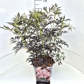 Sambucus nigra BLACK LACE