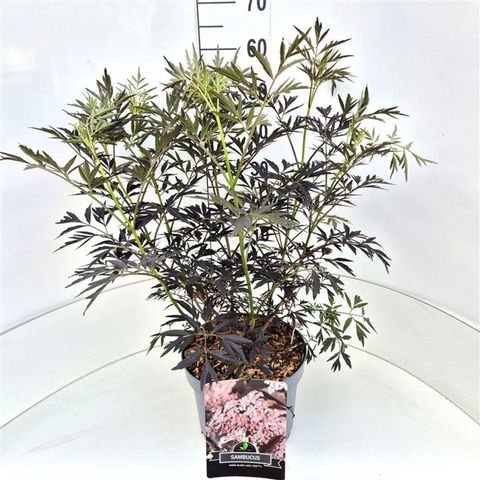 Sambucus nigra BLACK LACE