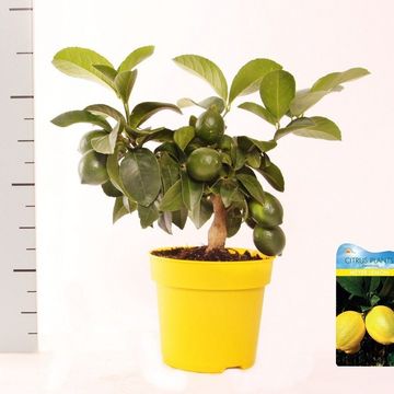 Citrus x meyeri 'Meyer'