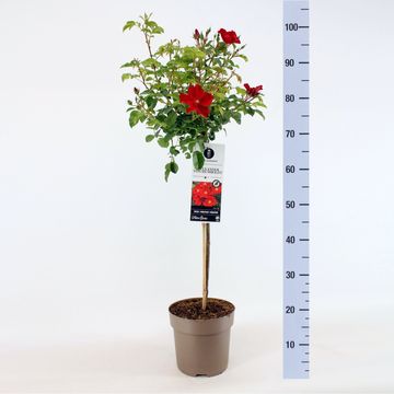 Rosa ALEXANDER VON HUMBOLDT