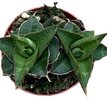 Sansevieria 'Table Mountain'