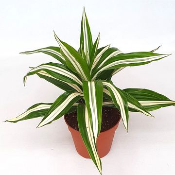 Dracaena fragrans 'Bausii'