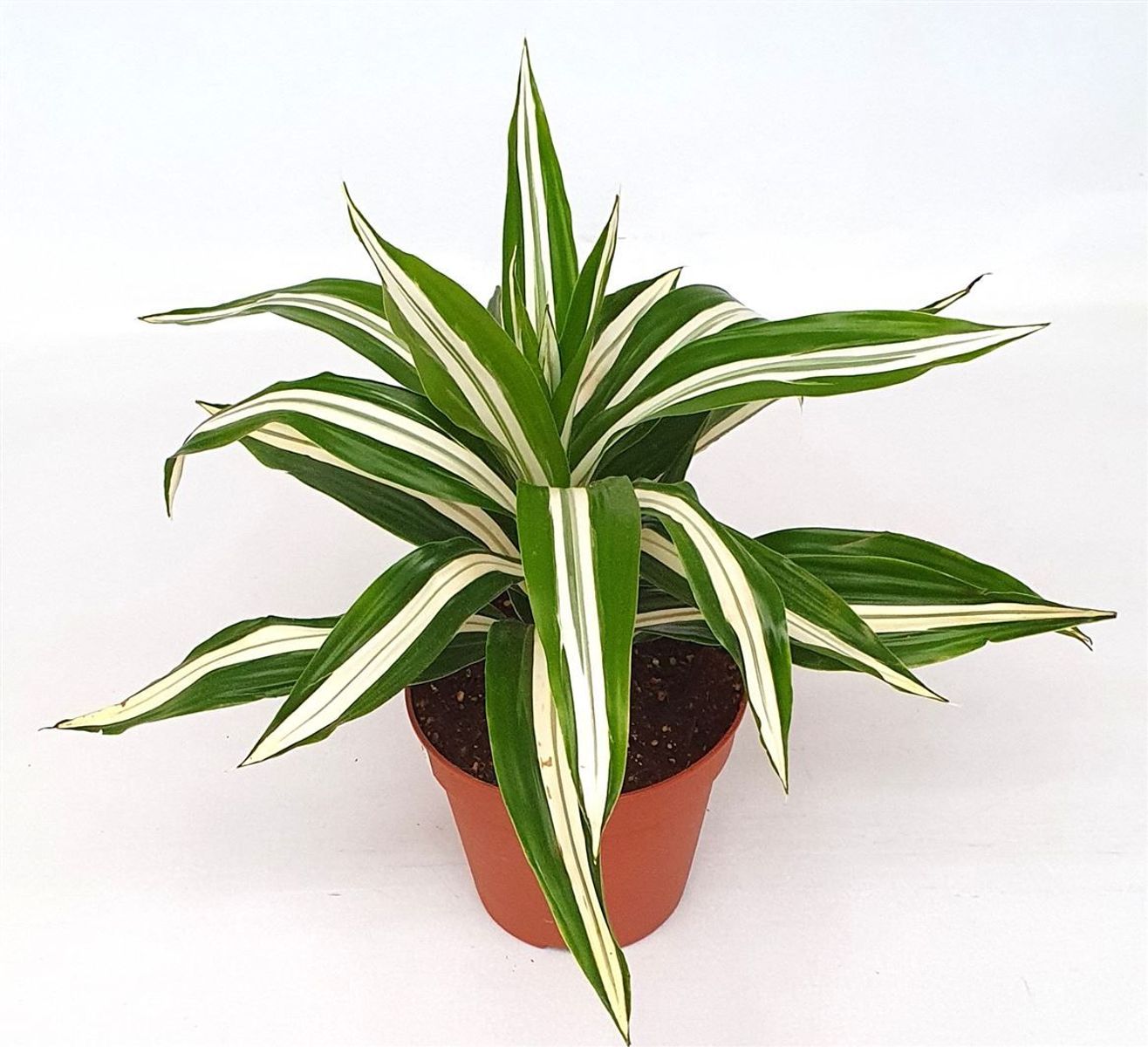 dracena deremensis compacta Dracaena Compacta - Dracaena deremensis