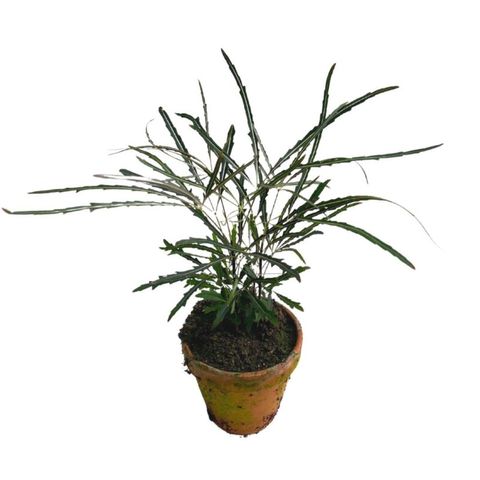 Schefflera elegantissima