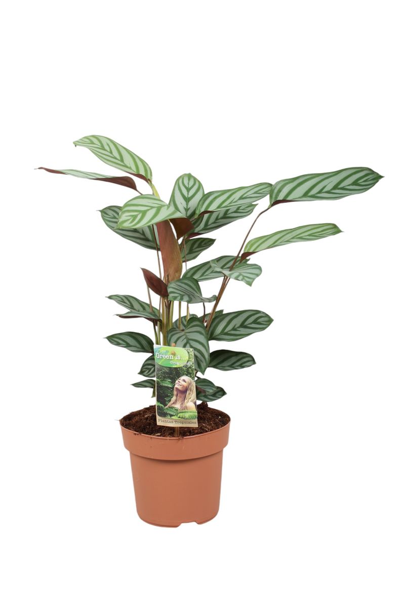 Ctenanthe setosa 'Compactstar' — Plant Wholesale FlorAccess