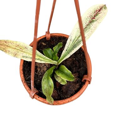 Nepenthes 'Viking' x Nepenthes ampullaria 'Variegata'
