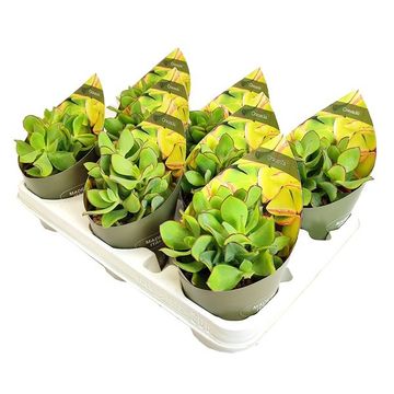 Crassula arborescens 'Blue Waves'