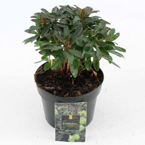 Euphorbia amygdaloides 'Purpurea'