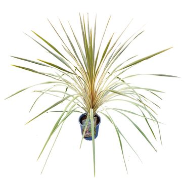 Cordyline australis 'Torbay Dazzler'