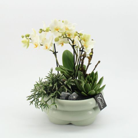 Arrangement Phalaenopsis