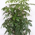 Schefflera actinophylla 'Amate'