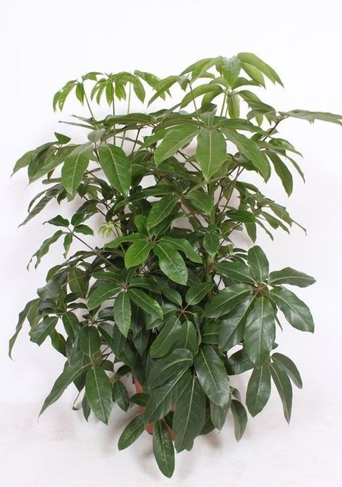 Schefflera actinophylla 'Amate'