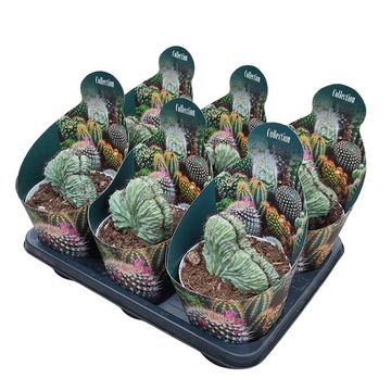 Polaskia chichipe cristata