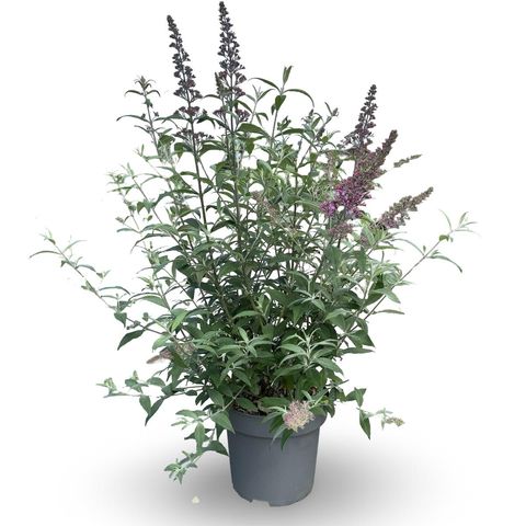 Buddleja davidii 'Пинк Делайт'