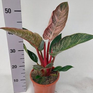 Філодендрон PINK BIKINI