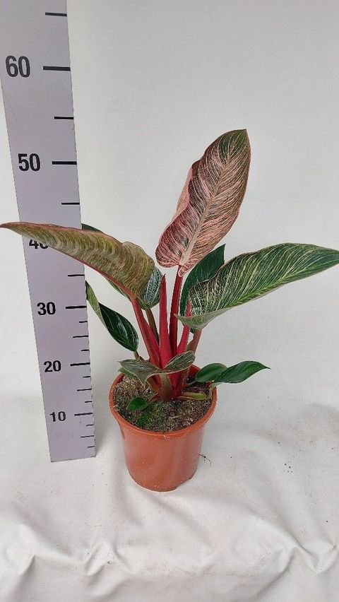 Philodendron PINK BIKINI