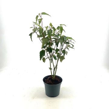 Acer davidii