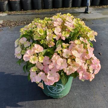 Hydrangea FRENCH BOLERO PINK