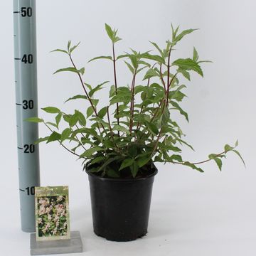 Deutzia x hybrida 'Mont Rose'