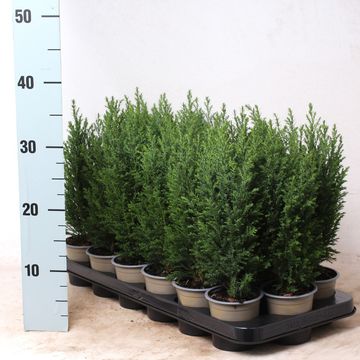 Chamaecyparis lawsoniana 'Ellwoodii'