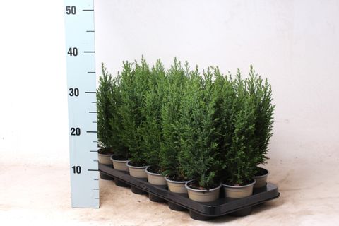 Chamaecyparis lawsoniana 'Ellwoodii'