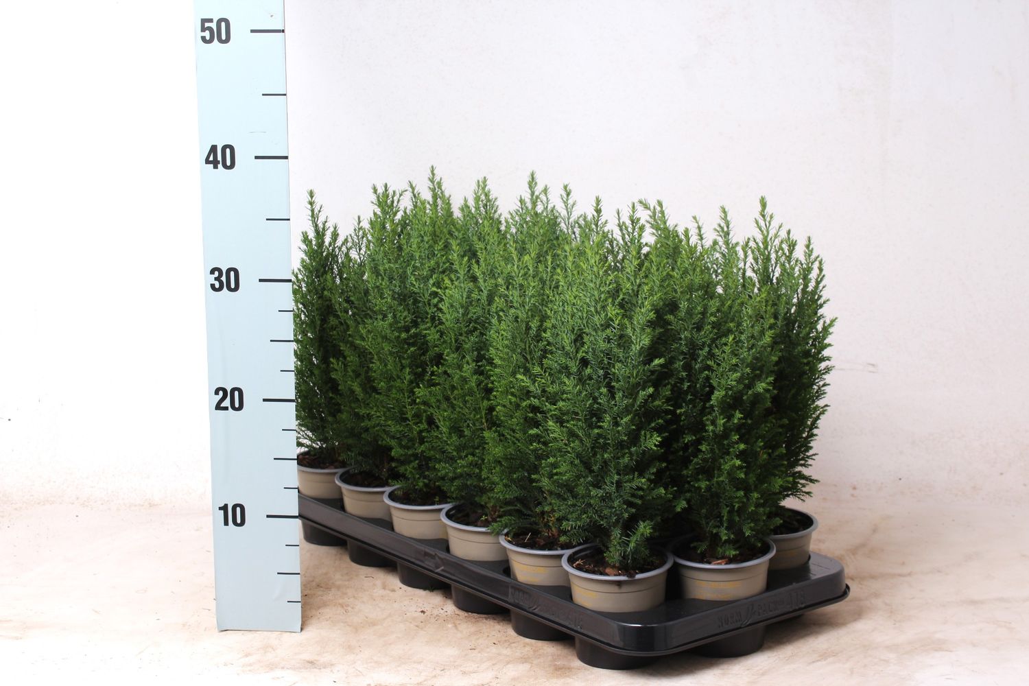 Chamaecyparis lawsoniana 'Ellwoodii' — Plant Wholesale FlorAccess