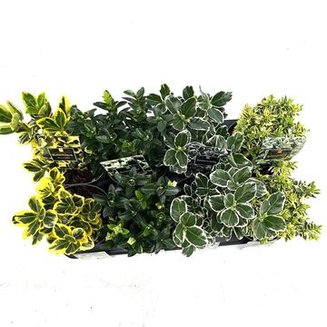 Euonymus japonicus MIX